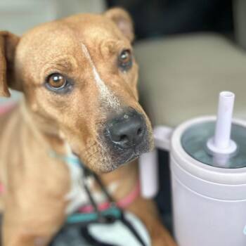 Trinity Rodman -  Mixed Breed Dog for Adoption in Savannah, Georgia - Trinity Rodman | PetCurious