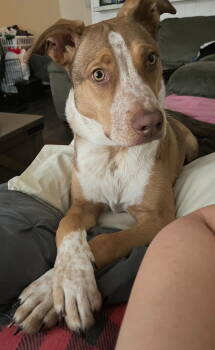 Rescue Australian Cattle Dog Blue Heeler and Labrador Retriever Dogs for Adoption in Rosenberg, Texas - Jota | PetCurious