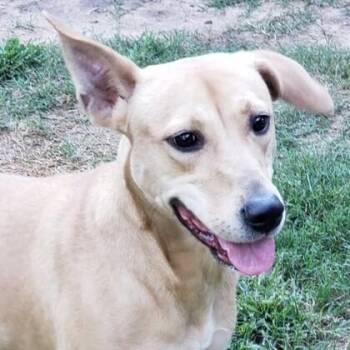 Ditto -  Labrador Retriever and Mixed Breed Dog for Adoption in Houston, Texas - Ditto | PetCurious
