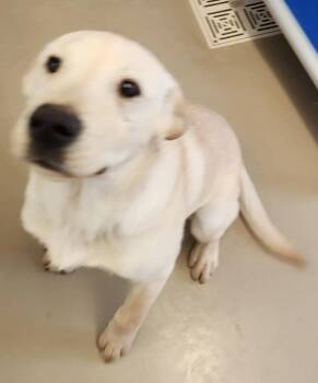 Labrador Retriever Dogs Available for Adoption - Rooney | PetCurious