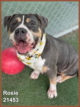ROSIE (see also PETAL) -  Pit Bull Terrier and American Staffordshire Terrier Dog for Adoption in Marietta, Georgia - ROSIE (see Also PETAL) | PetCurious