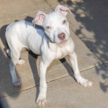 SMEAGOL -  Pit Bull Terrier and Mixed Breed Dog for Adoption in St. Louis, Missouri - SMEAGOL | PetCurious