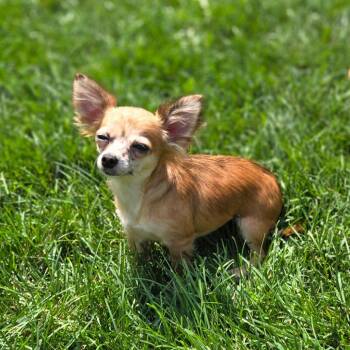 Freckles -  Chihuahua Dog for Adoption in Rochester, Minnesota - Freckles | PetCurious