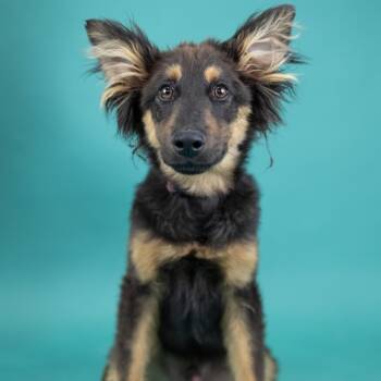 Mixed Breed Dogs Available for Adoption in Portland, Oregon - Cash | PetCurious