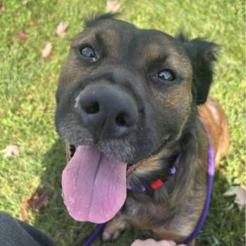 Claudia -  Mixed Breed and Setter Dog for Adoption in Marysville, Ohio - Claudia | PetCurious