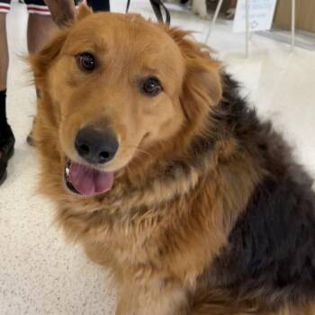 Chewie A2277895 -  Golden Retriever and Mixed Breed Dog for Adoption in Los Angeles, California - Chewie A2277895 | PetCurious