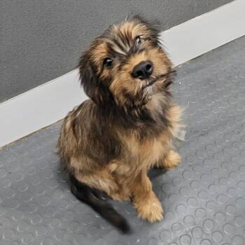 Benji -  Yorkshire Terrier and Mixed Breed Dog for Adoption in Corpus Christi, Texas - Benji | PetCurious