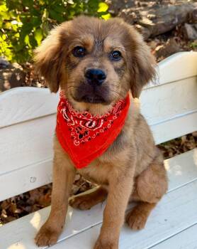 Leonardo -  Tibetan Mastiff Dog for Adoption in Kiowa, Oklahoma - Leonardo | PetCurious