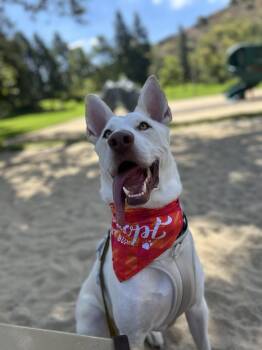 Yoki -  White German Shepherd and Siberian Husky Dog for Adoption in Whittier, California - Yoki | PetCurious