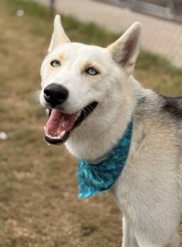 Rescue Husky and Mixed Breed Dogs for Adoption in Balch Springs, Texas - Keno | PetCurious