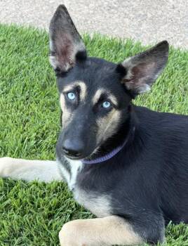 Poppy -  German Shepherd Dog and Husky Dog for Adoption in Little Rock, Arkansas - Poppy | PetCurious