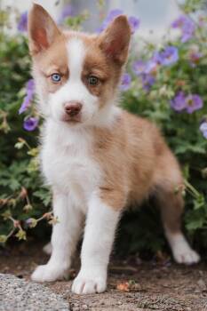 Joey -  Siberian Husky and Mixed Breed Dog for Adoption in Newberg, Oregon - Joey | PetCurious