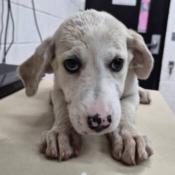 Ivy -  Mixed Breed Dog for Adoption in Ardmore, Oklahoma - Ivy | PetCurious