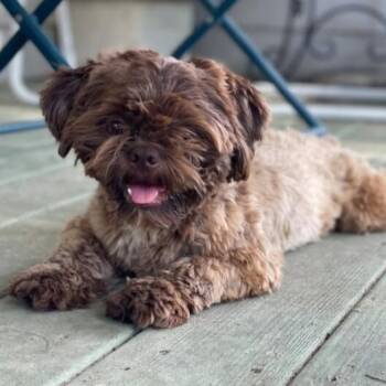 Teddy B. -  Shih Tzu Dog for Adoption in Houston, Texas - Teddy B. | PetCurious