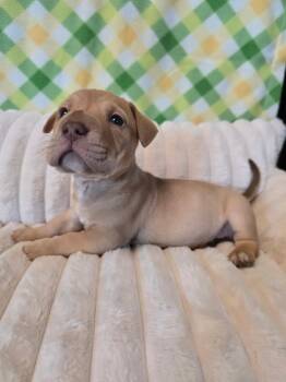 Bulldog and Pit Bull Terrier Dogs Available for Adoption - Iron Man  | PetCurious