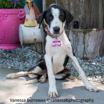 Smock -  Hound Dog for Adoption in Wake Forest, North Carolina - Smock | PetCurious