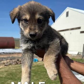 German Shepherd Dog and Great Pyrenees Dogs Available for Adoption in Tacoma, Washington - Snow Cone | PetCurious