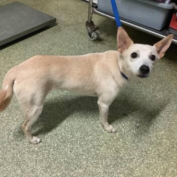 IVHS-Stray-143077 -  Chihuahua and Terrier Dog for Adoption in San Gabriel, California - IVHS-Stray-143077 | PetCurious