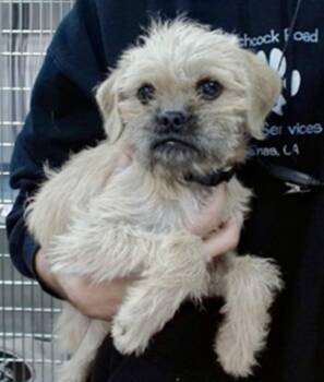Waffles -  Pug and Terrier Dog for Adoption in Salinas, California - Waffles | PetCurious