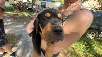 A383996 -  Rottweiler and Mixed Breed Dog for Adoption in Ocala, Florida - A383996 | PetCurious