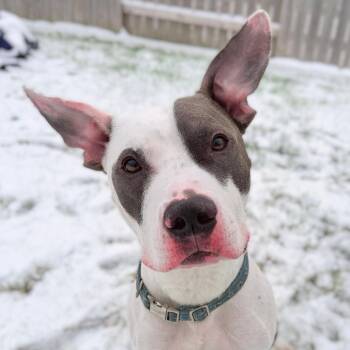 Rescue Pit Bull Terrier Dogs for Adoption - Theo | PetCurious