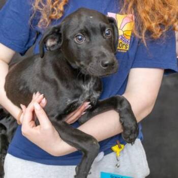 Pointer and Mixed Breed Dogs Available for Adoption in St. Louis, Missouri - DALLAS | PetCurious