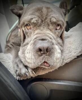 Rescue Cane Corso Dogs for Adoption in Los Angeles, California - Soup Dragon | PetCurious