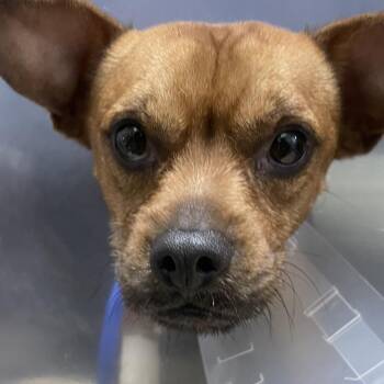 Knox -  Chihuahua and French Bulldog Dog for Adoption in Eureka, California - Knox | PetCurious