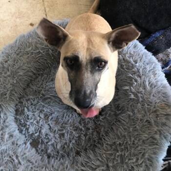 Chihuahua Dogs Available for Adoption in Estes Park, Colorado - Carlota | PetCurious