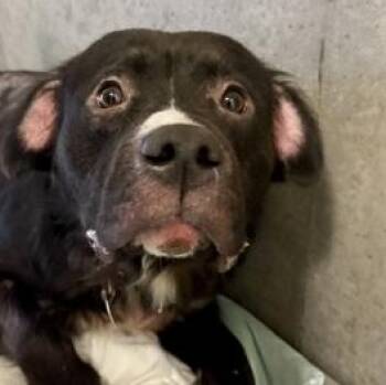 Mixed Breed Dogs Available for Adoption in Roseburg, Oregon - Scrappy | PetCurious