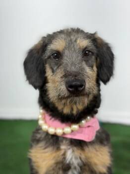 Schnauzer and Border Terrier Dogs Available for Adoption in Carlsbad, California - Princess Leah-One Of Our Amazing Rescue Dogs | PetCurious
