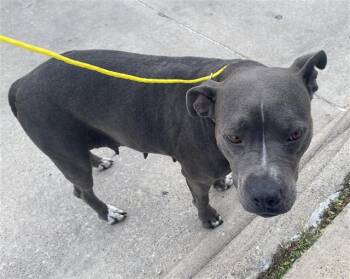 Mixed Breed Dogs Available for Adoption in Dallas, Texas - STROM | PetCurious