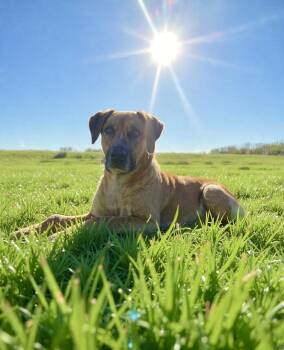 Ottis -  Coonhound Dog Available for Adoption in Westwood, New Jersey - Ottis | PetCurious