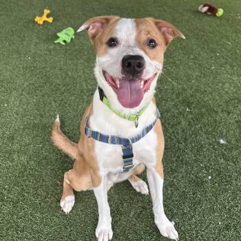 Uno -  Pit Bull Terrier Dog for Adoption in Eatontown, New Jersey - Uno | PetCurious