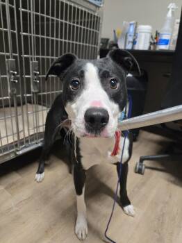 Courage -  Pit Bull Terrier Dog for Adoption in Billings, Montana - Courage | PetCurious