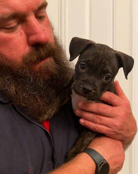 Pit Bull Terrier and Boxer Dogs Available for Adoption in Russiaville, Indiana - Ivy | PetCurious
