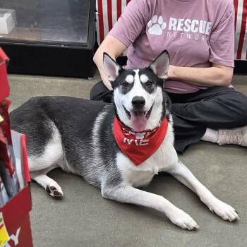 Husky Dogs Available for Adoption - Trigger | PetCurious