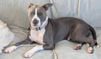 Astro -  American Bulldog Dog for Adoption in Lakeland, Florida - Astro | PetCurious