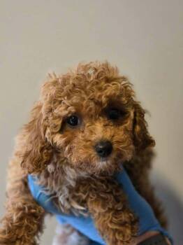 Lucy (AL) -  Cavalier King Charles Spaniel Dog for Adoption in New York, New York - Lucy (AL) | PetCurious