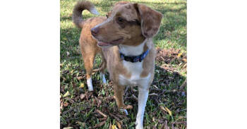 Rescue Australian Shepherd and Beagle Dogs for Adoption in Richardson, Texas - Skye | PetCurious