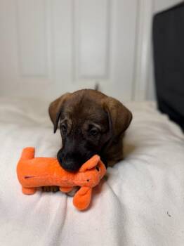 German Shepherd Dog and Mixed Breed Dogs Available for Adoption in Minneapolis, Minnesota - Shira | PetCurious