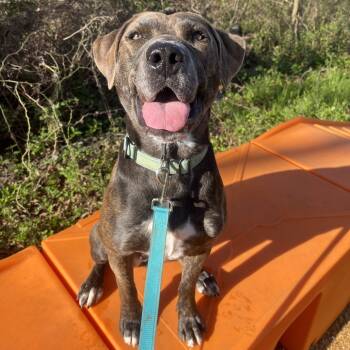 Rescue Pit Bull Terrier Dogs for Adoption in Kanab, Utah - Tatiana | PetCurious