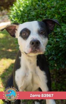 Zorro -  Labrador Retriever Dog for Adoption in Mobile, Alabama - Zorro | PetCurious