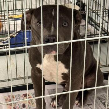 Rye -  Mixed Breed Dog for Adoption in Huntington, West Virginia - Rye | PetCurious