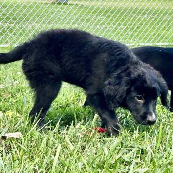 Zora -  Mixed Breed Dog for Adoption in Warrensburg, Missouri - Zora | PetCurious