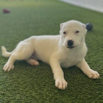Rescue Mixed Breed Dogs for Adoption in Loxahatchee Groves, Florida - Snow King 1523 | PetCurious