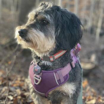 Bernese Mountain Dog and Poodle Dogs Available for Adoption - Joy (Bernedoodle) | PetCurious