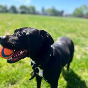 American Staffordshire Terrier and Mixed Breed Dogs Available for Adoption - Soo | PetCurious