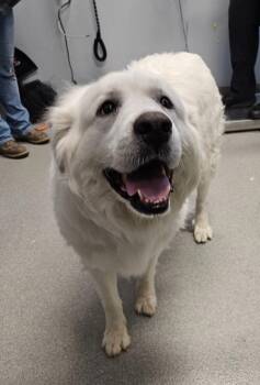 Princess -  Great Pyrenees Dog Available for Adoption in Bloomington, Indiana - Princess | PetCurious