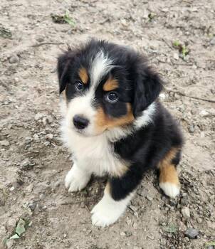 Thunder -  Australian Shepherd Dog for Adoption in Liberty Center, Ohio - Thunder | PetCurious